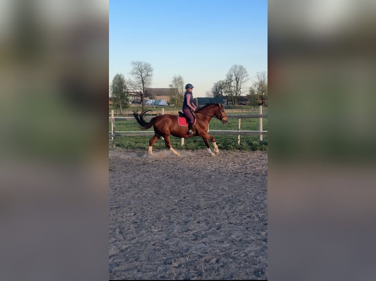 Mezzosangue Polacco Giumenta 9 Anni 166 cm Sauro in Suszec