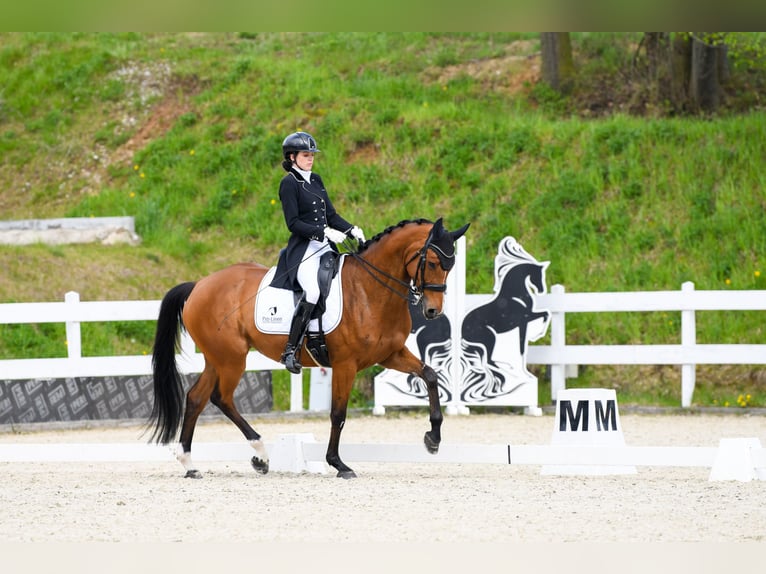 Mezzosangue Polacco Giumenta 9 Anni 167 cm Baio in Brzyków