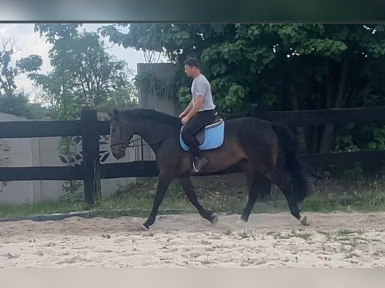Mezzosangue Polacco Giumenta 9 Anni 170 cm Baio scuro in Gorlitz