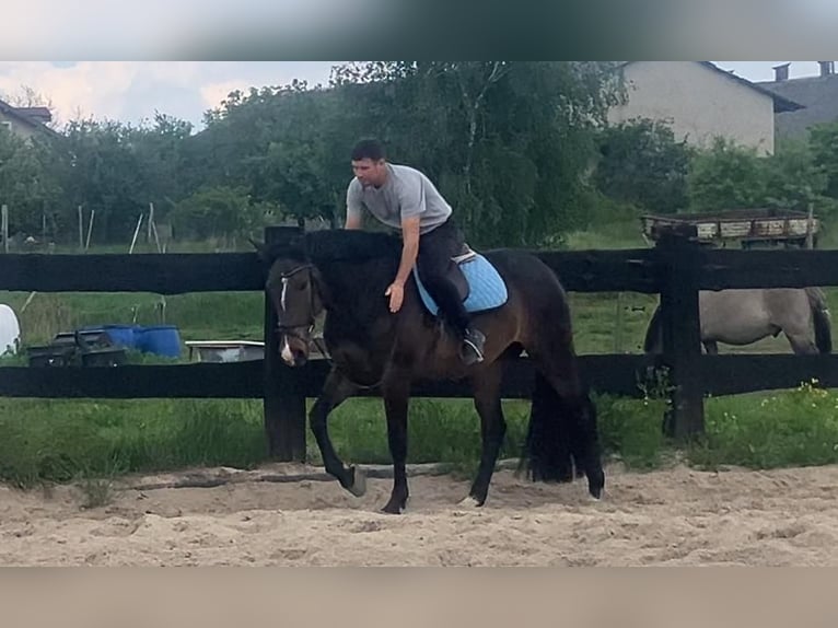 Mezzosangue Polacco Giumenta 9 Anni 170 cm Baio scuro in Gorlitz
