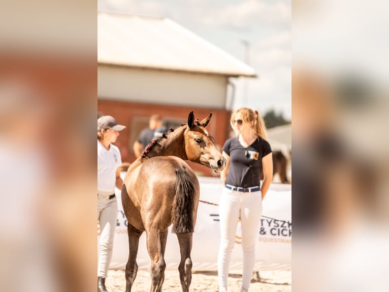 Mezzosangue Polacco Giumenta Puledri (04/2025) Grigio in Pszczyna