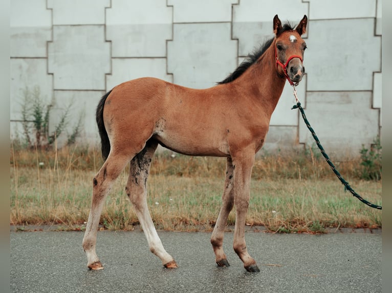 Mezzosangue Polacco Giumenta Puledri (04/2025) Grigio in Pszczyna