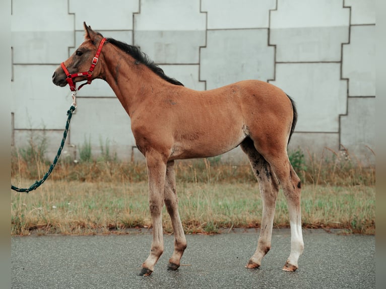 Mezzosangue Polacco Giumenta Puledri (04/2025) Grigio in Pszczyna