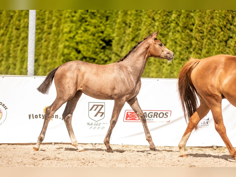 Mezzosangue Polacco Giumenta Puledri (04/2025) Grigio in Pszczyna