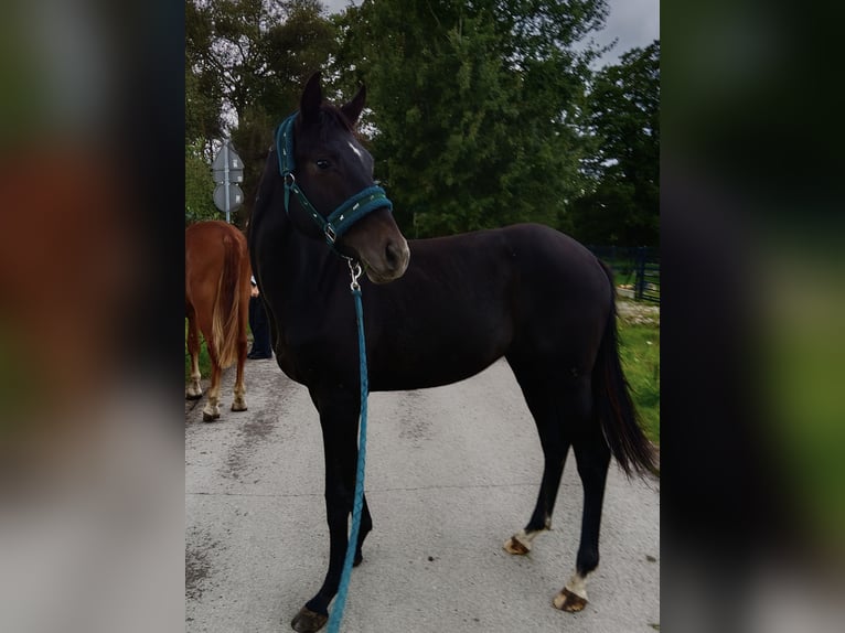 Mezzosangue Polacco Stallone 1 Anno 155 cm Grigio in Żyrardów