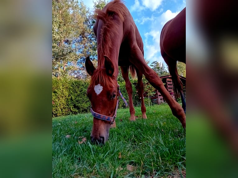 Mezzosangue Polacco Stallone 1 Anno 170 cm Sauro in Zalesie Górne