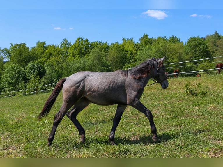 Mezzosangue Polacco Stallone 1 Anno Grigio in Dąbrowa