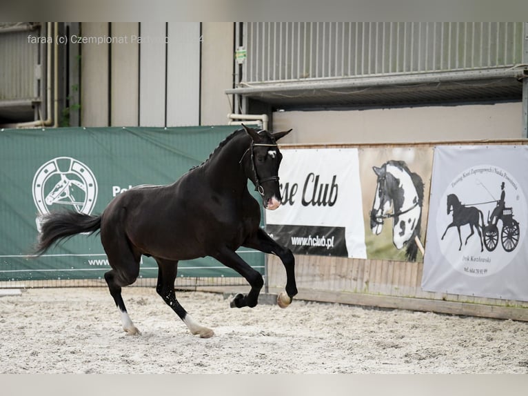 Mezzosangue Polacco Stallone 2 Anni 170 cm Morello in Ząbkowice Śląskie