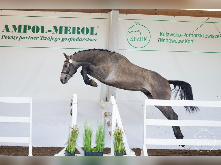 Mezzosangue Polacco Stallone 2 Anni Grigio in Karczemka