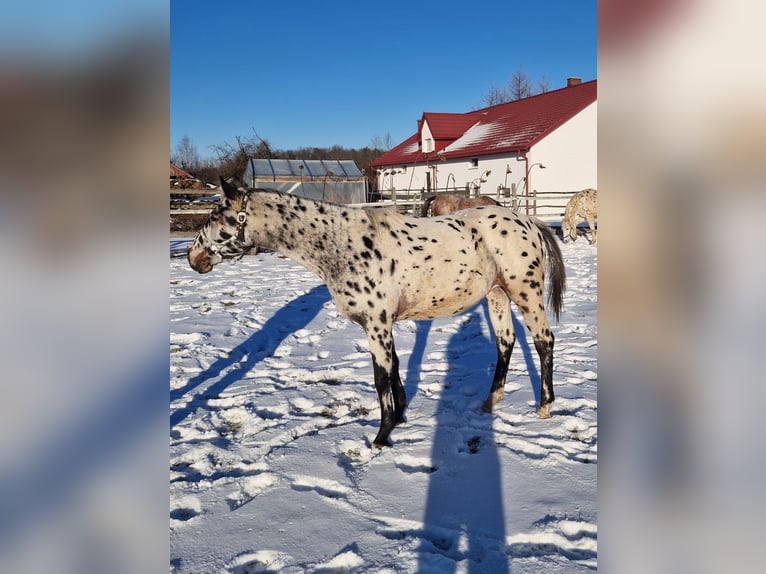 Mezzosangue Polacco Stallone 2 Anni Leopard in Tomaszów Lubelski