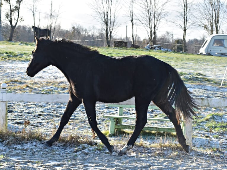 Mezzosangue Polacco Stallone 2 Anni Morello in PęklewoPrzybyłowo