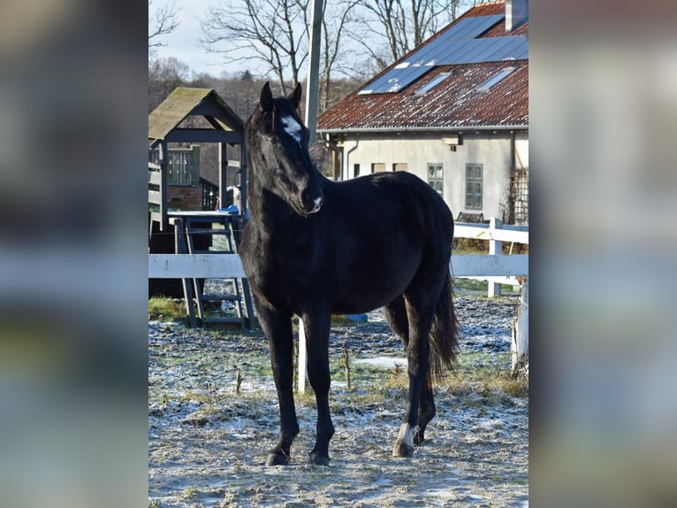 Mezzosangue Polacco Stallone 2 Anni Morello in PęklewoPrzybyłowo