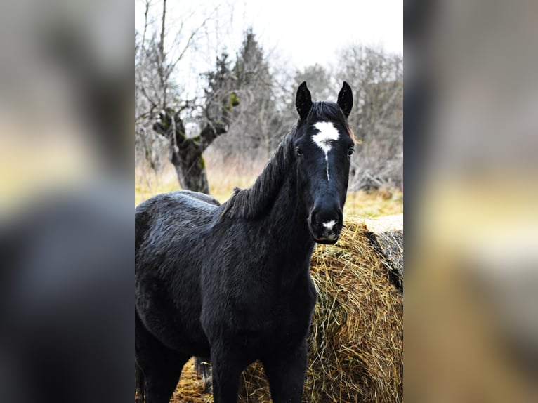 Mezzosangue Polacco Stallone 2 Anni Morello in Przybyłowo