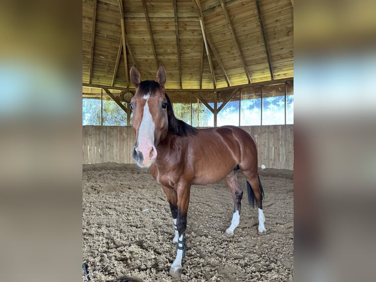 Mezzosangue Polacco Stallone 3 Anni 165 cm Baio in Pruszków