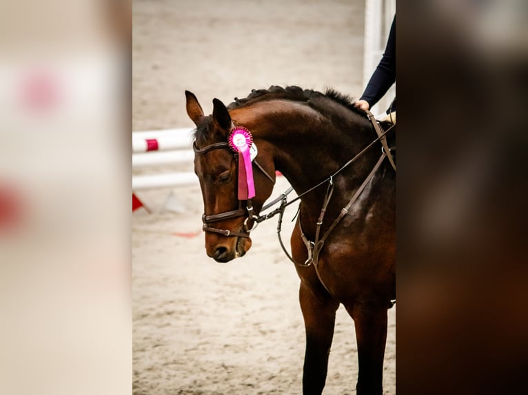 Mezzosangue Polacco Stallone 4 Anni 165 cm Baio in Stoszowice