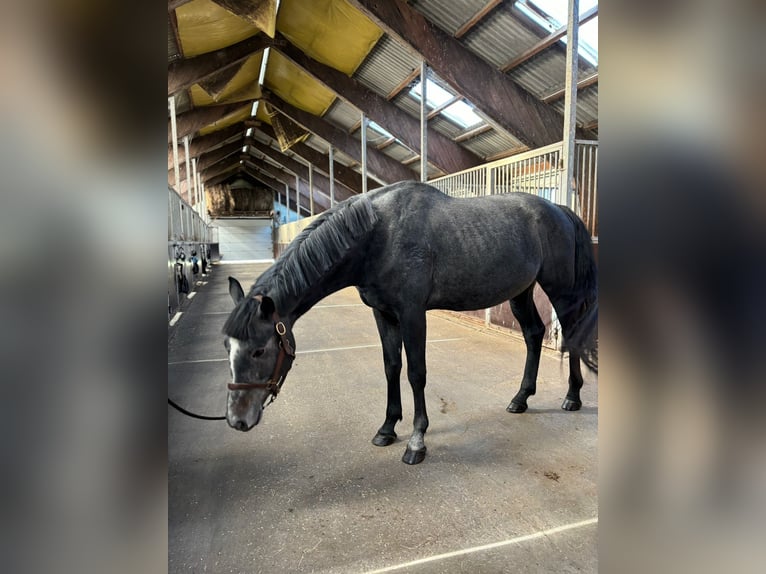 Mezzosangue Polacco Stallone 4 Anni 165 cm Baio scuro in Rewal