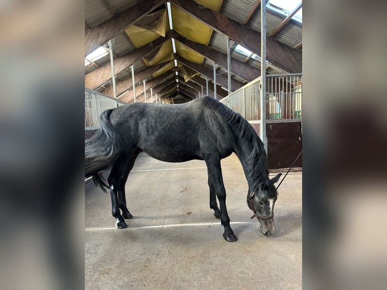 Mezzosangue Polacco Stallone 4 Anni 165 cm Baio scuro in Rewal