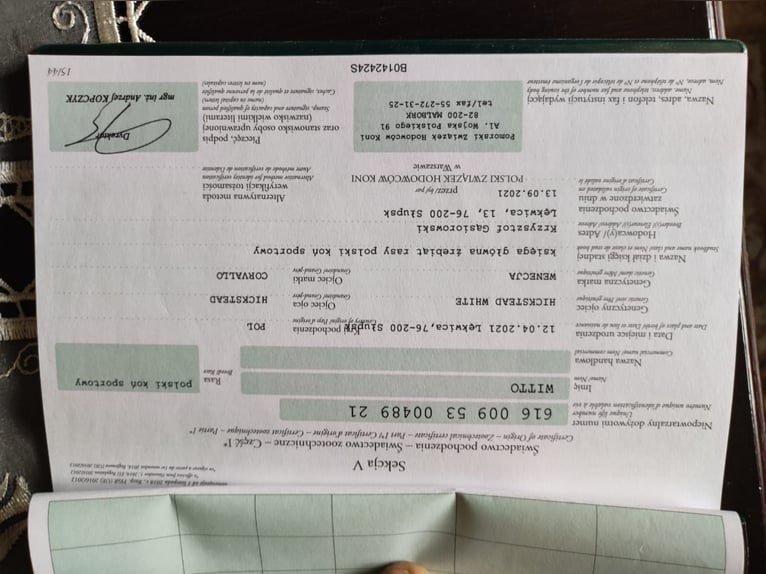 Mezzosangue Polacco Stallone 4 Anni 167 cm Grigio in Lękwica