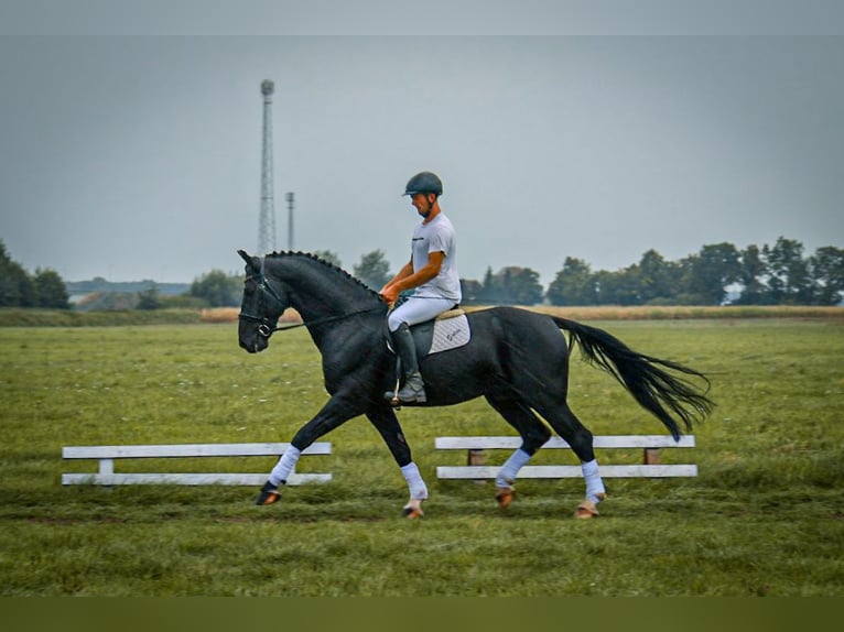 Mezzosangue Polacco Stallone 8 Anni 167 cm Morello in Rawicz