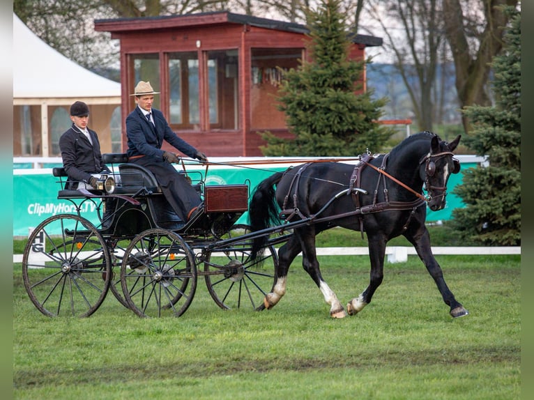 Mezzosangue Polacco Stallone 8 Anni 167 cm Morello in Rawicz