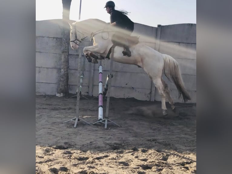Mezzosangue Polacco Stallone Cremello in Moisdon La Riviere