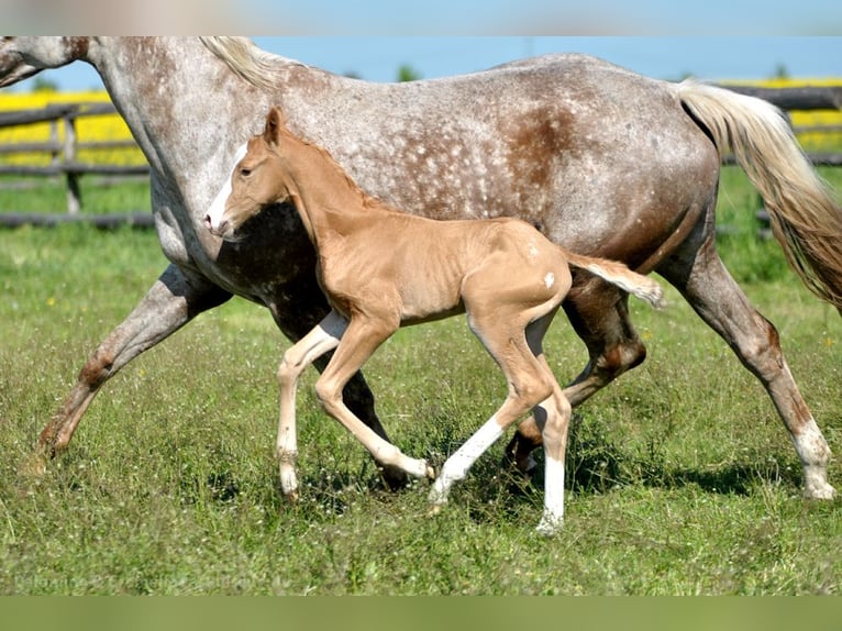Mezzosangue Polacco Stallone  167 cm Palomino in Piecowice