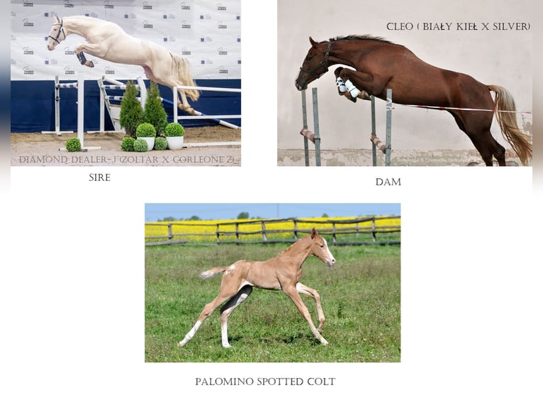 Mezzosangue Polacco Stallone  167 cm Palomino in Piecowice