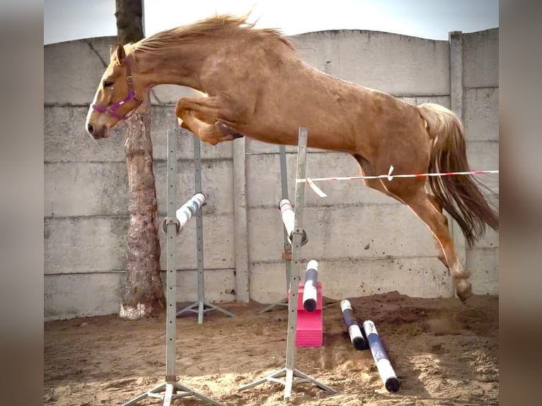 Mezzosangue Polacco Stallone  167 cm Palomino in Piecowice