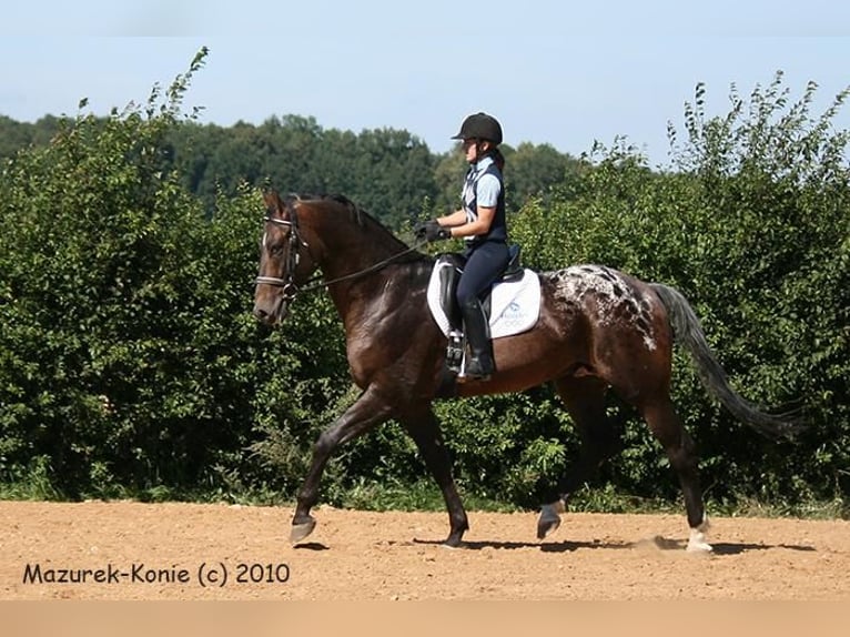 Mezzosangue Polacco Stallone  167 cm Palomino in Piecowice