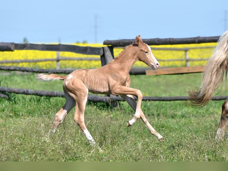 Mezzosangue Polacco Stallone  167 cm Palomino in Piecowice