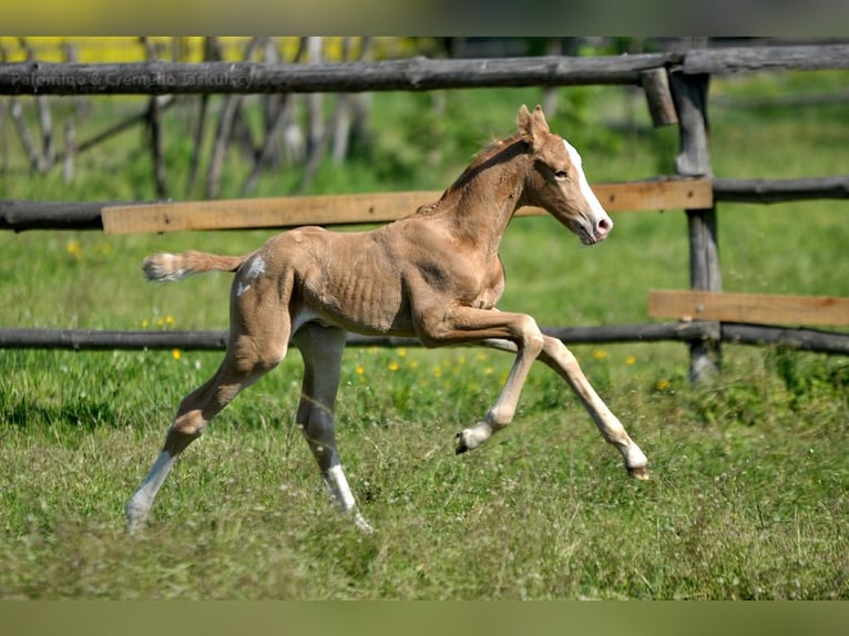 Mezzosangue Polacco Stallone  167 cm Palomino in Piecowice