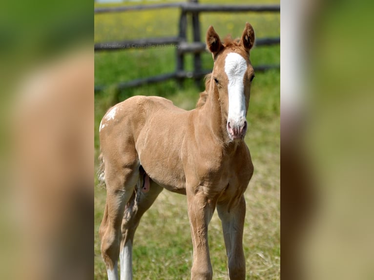 Mezzosangue Polacco Stallone  167 cm Palomino in Piecowice