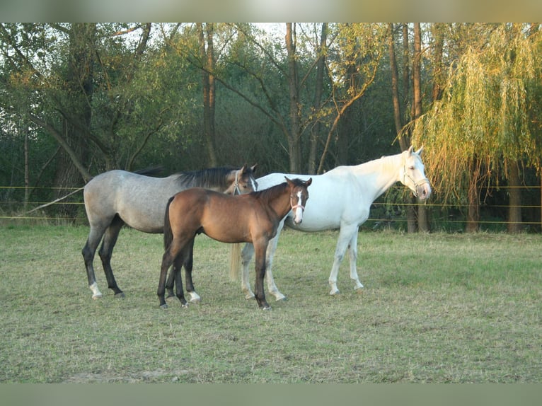 Mezzosangue Polacco Stallone Puledri (03/2024) 170 cm Grigio in Łańcut