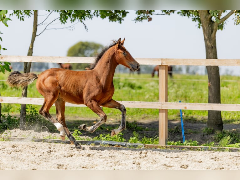 Mezzosangue Polacco Stallone Puledri (05/2025) in Stalewo