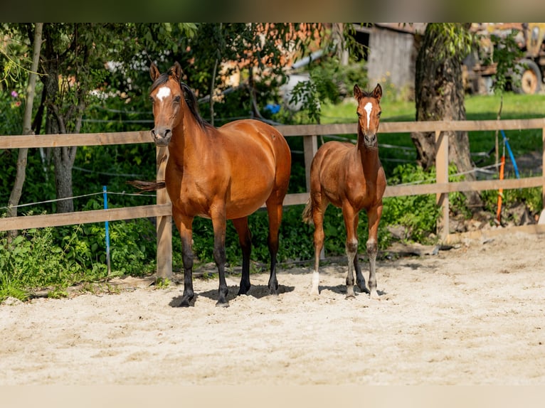 Mezzosangue Polacco Stallone Puledri (05/2025) in Stalewo