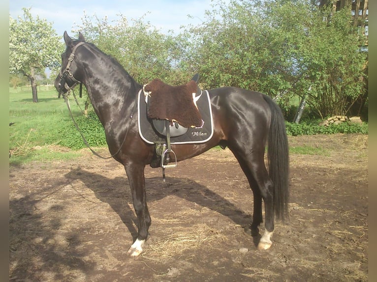 MILAN Shagya Arabian Stallion Black in Wutzetz
