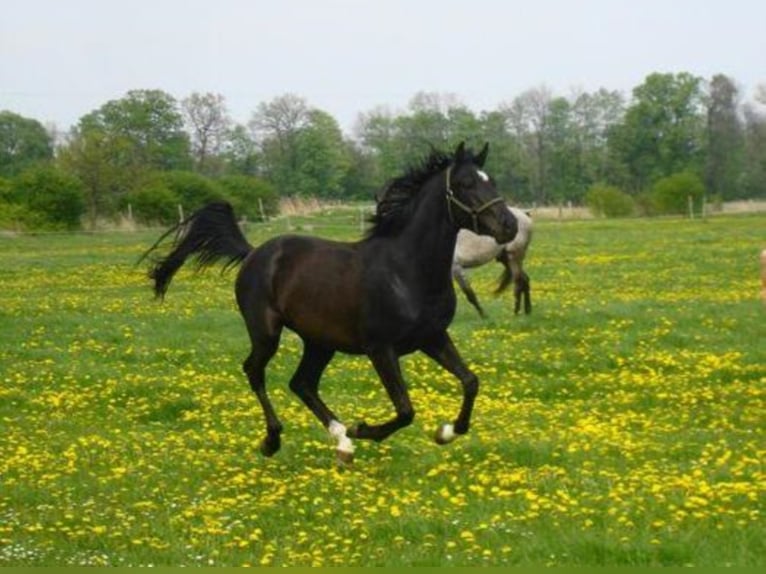 MILAN Shagya Arabian Stallion Black in Wutzetz