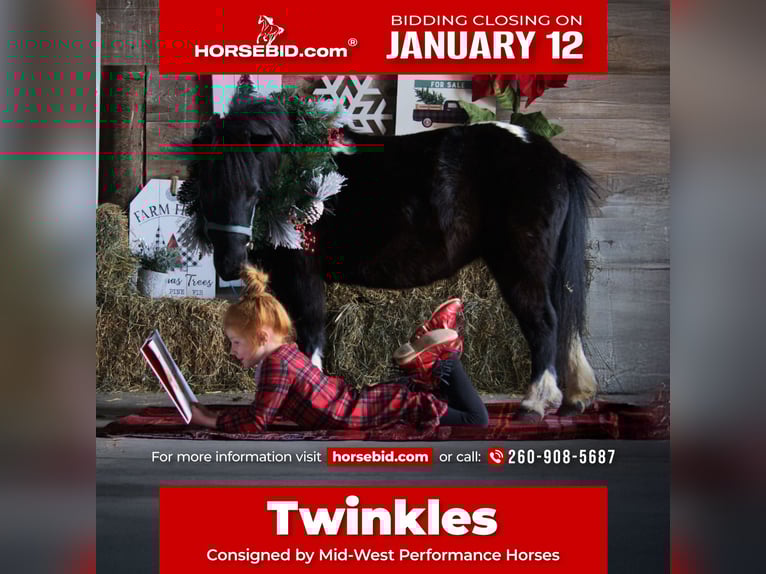 Mingrelian Mare 10 years 8 hh Pinto in Saint Joe