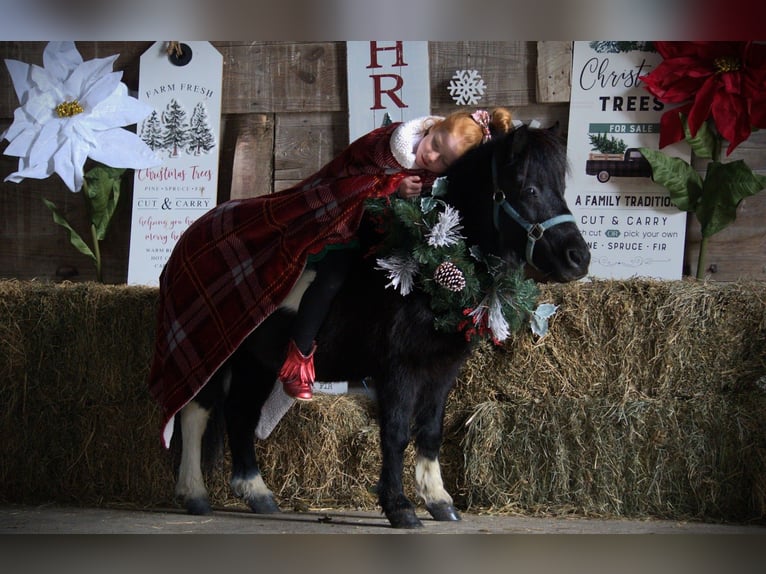 Mingrelian Merrie 10 Jaar 84 cm Gevlekt-paard in Saint Joe