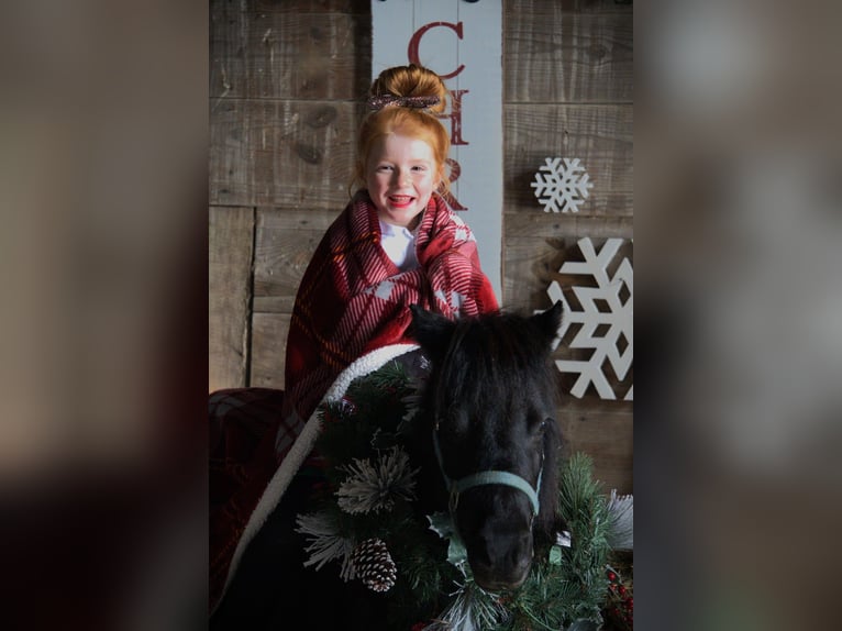 Mingrelian Merrie 10 Jaar 84 cm Gevlekt-paard in Saint Joe