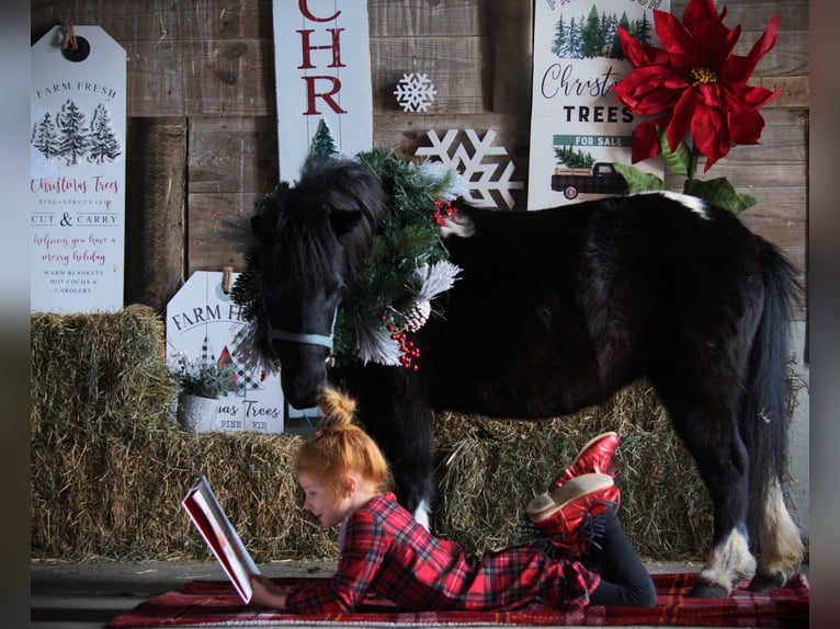 Mingrelian Merrie 10 Jaar 84 cm Gevlekt-paard in Saint Joe