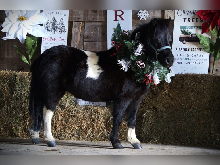 Mingrelian Merrie 10 Jaar 84 cm Gevlekt-paard in Saint Joe