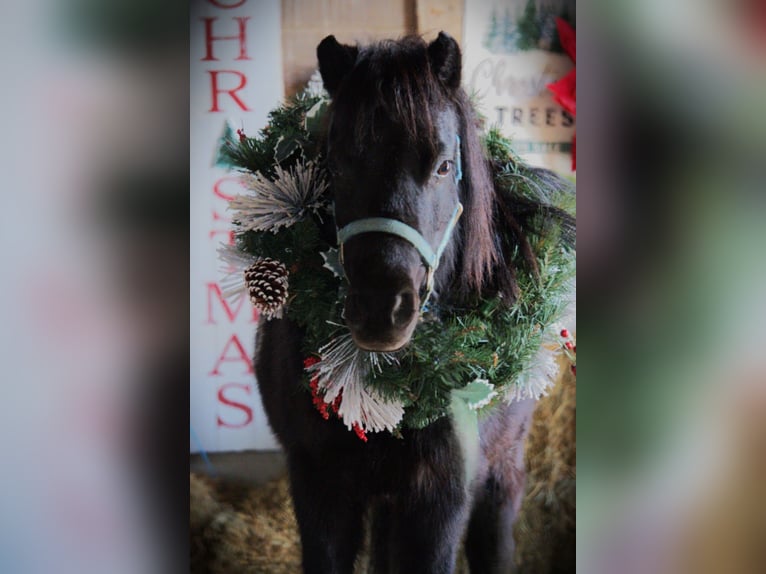 Mingrelian Merrie 10 Jaar 84 cm Gevlekt-paard in Saint Joe