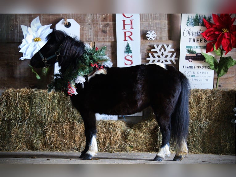 Mingrelian Stute 10 Jahre 84 cm Schecke in Saint Joe