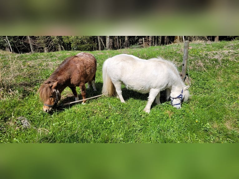 Mini Kuc Szetlandzki Klacz 10 lat 76 cm Siwa in Waldkirch
