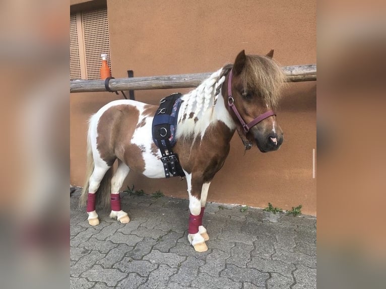 Mini Kuc Szetlandzki Klacz 10 lat 87 cm Srokata in Altenkirchen