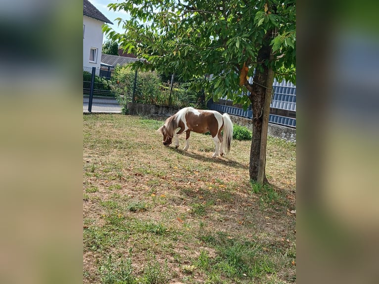 Mini Kuc Szetlandzki Klacz 10 lat Srokata in Oberzent