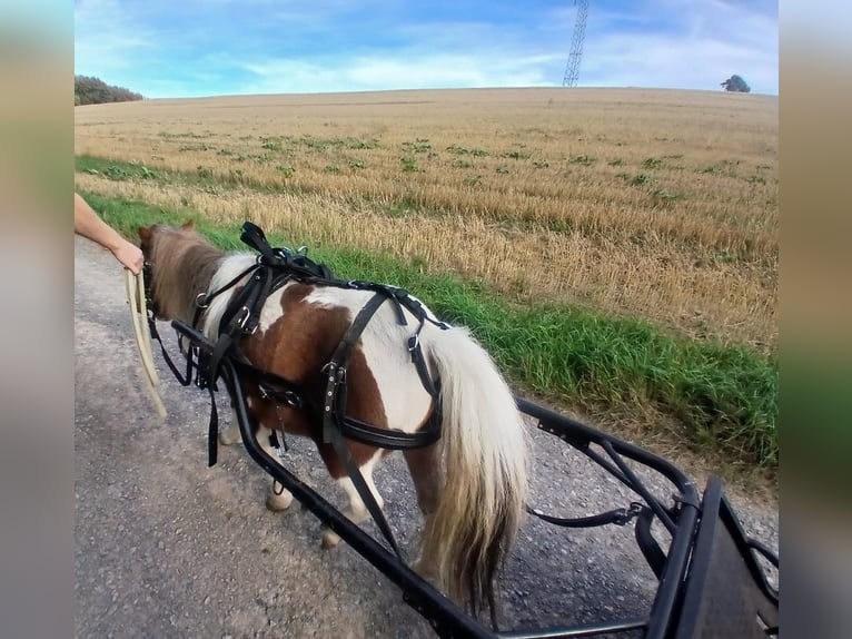 Mini Kuc Szetlandzki Klacz 10 lat Srokata in Oberzent