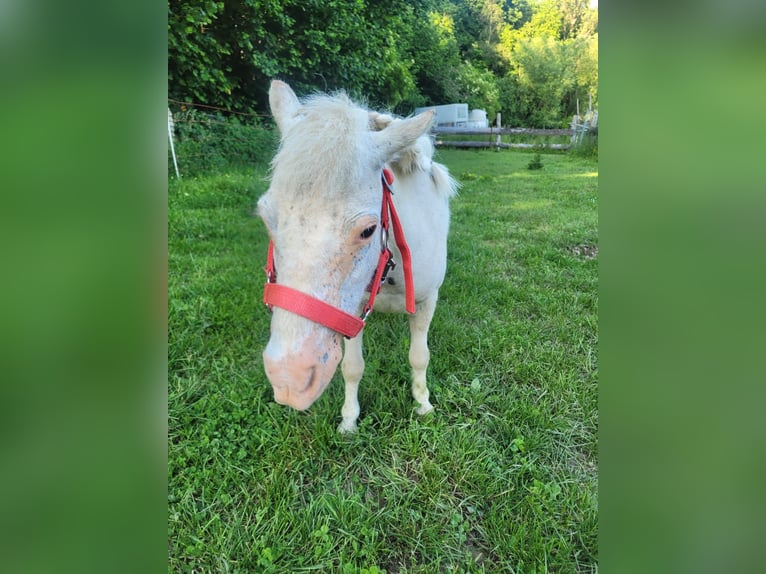 Mini Kuc Szetlandzki Klacz 11 lat 60 cm Siwa jabłkowita in Stiege