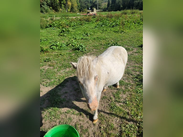 Mini Kuc Szetlandzki Klacz 11 lat 60 cm Siwa jabłkowita in Stiege